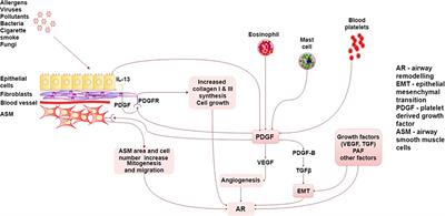 Frontiers Role of Platelet Derived Growth Factor PDGF in